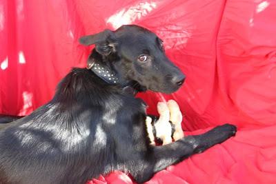 OTI, UN ENCANTO DE MESTIZO DE PASTOR BELGA QUE BUSCA UN HOGAR