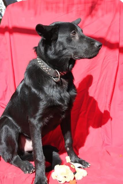 OTI, UN ENCANTO DE MESTIZO DE PASTOR BELGA QUE BUSCA UN HOGAR