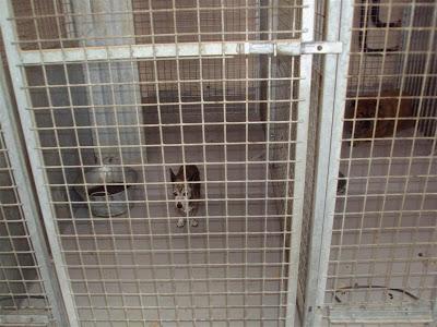 URGENTISIMO!! Abuelita de 14 años dejada en la perrera.. SOS MADRID.