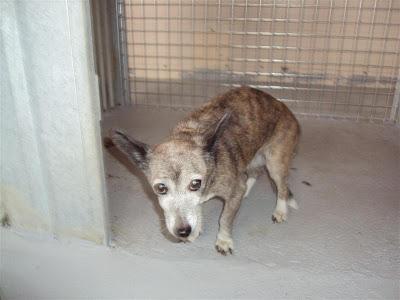 URGENTISIMO!! Abuelita de 14 años dejada en la perrera.. SOS MADRID.