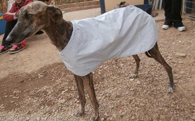 AGATA Y LIMA, preciosas galgas en adopción. (Madrid)