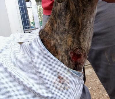 AGATA Y LIMA, preciosas galgas en adopción. (Madrid)