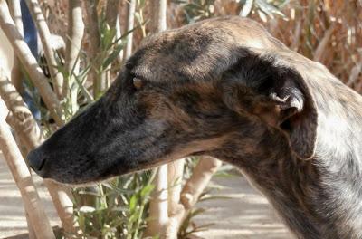 AGATA Y LIMA, preciosas galgas en adopción. (Madrid)