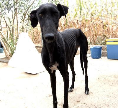AGATA Y LIMA, preciosas galgas en adopción. (Madrid)