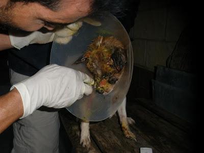 BOBY , RESCATADO EN MUY MAL ESTADO. MUY URGENTE¡¡¡¡