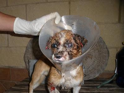 BOBY , RESCATADO EN MUY MAL ESTADO. MUY URGENTE¡¡¡¡