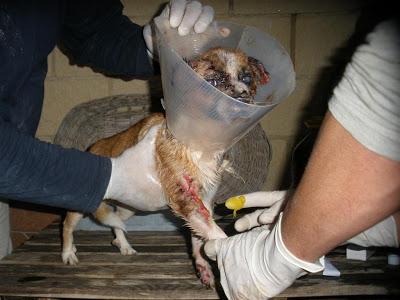 BOBY , RESCATADO EN MUY MAL ESTADO. MUY URGENTE¡¡¡¡