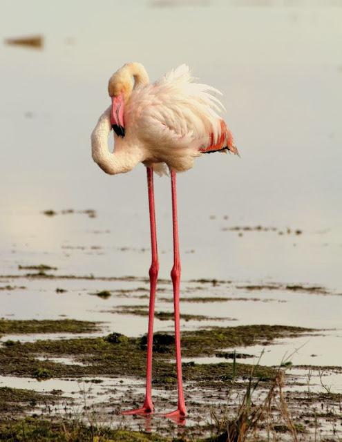 BIRDS OF TARRAGONA-AVES EN TARRAGONA