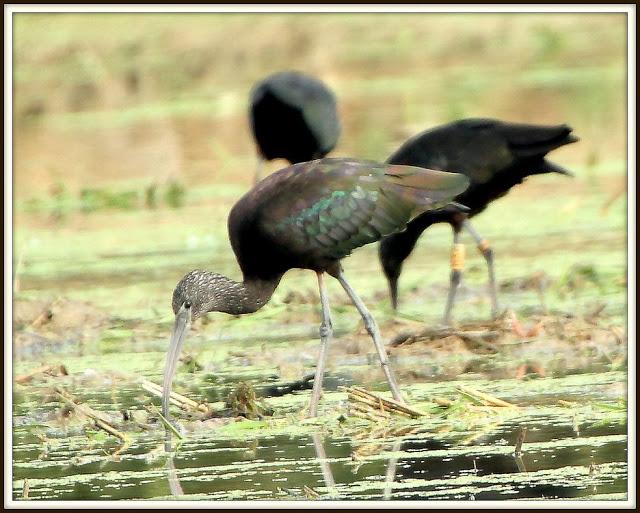 BIRDS OF TARRAGONA-AVES EN TARRAGONA