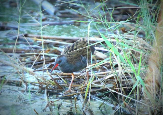 BIRDS OF TARRAGONA-AVES EN TARRAGONA