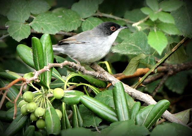 BIRDS OF TARRAGONA-AVES EN TARRAGONA