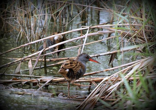 BIRDS OF TARRAGONA-AVES EN TARRAGONA