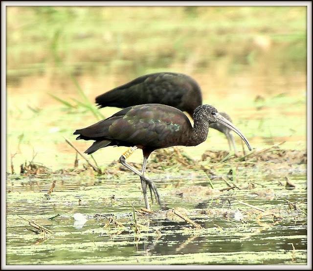 BIRDS OF TARRAGONA-AVES EN TARRAGONA