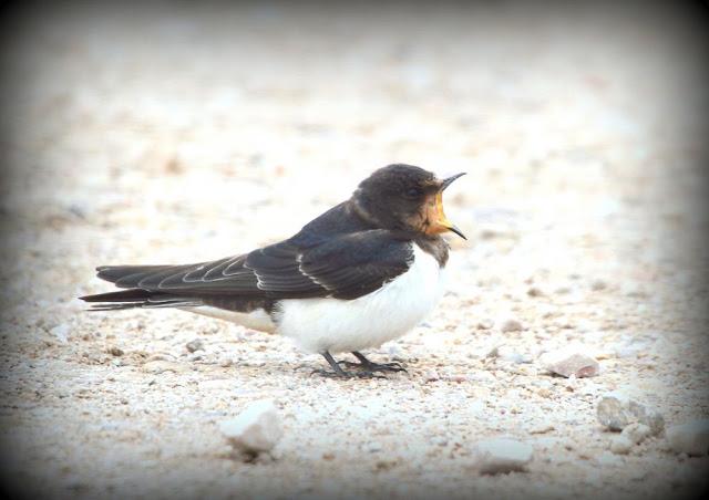 BIRDS OF TARRAGONA-AVES EN TARRAGONA