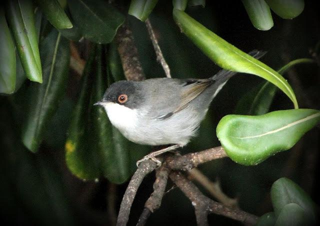BIRDS OF TARRAGONA-AVES EN TARRAGONA