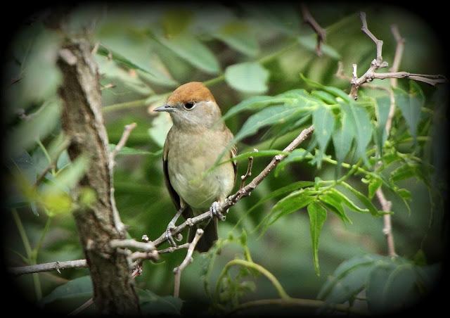 BIRDS OF TARRAGONA-AVES EN TARRAGONA