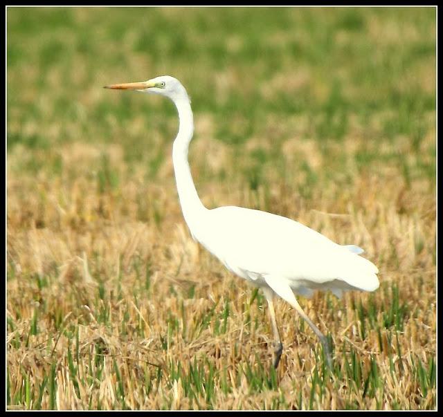 BIRDS OF TARRAGONA-AVES EN TARRAGONA