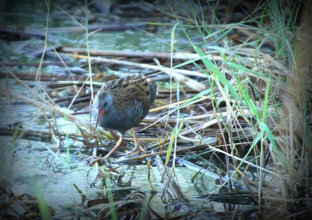 BIRDS OF TARRAGONA-AVES EN TARRAGONA