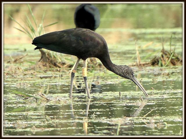 BIRDS OF TARRAGONA-AVES EN TARRAGONA