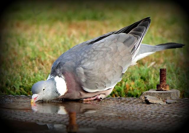 BIRDS OF TARRAGONA-AVES EN TARRAGONA