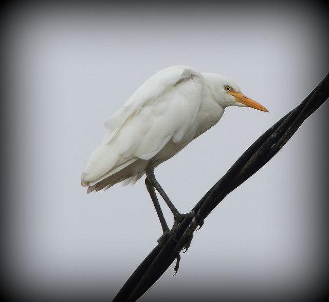 BIRDS OF TARRAGONA-AVES EN TARRAGONA