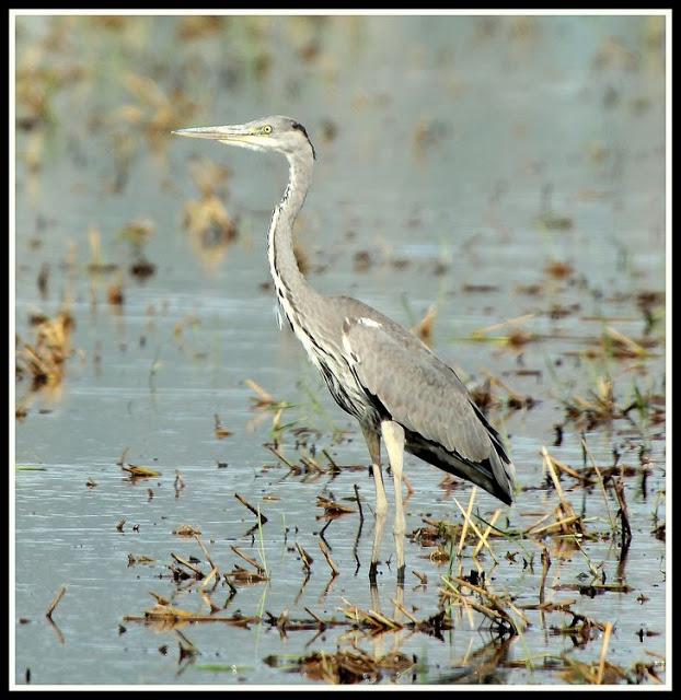 BIRDS OF TARRAGONA-AVES EN TARRAGONA