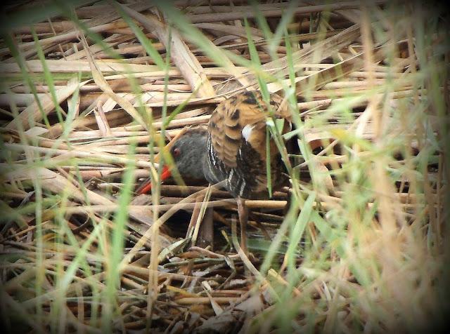 BIRDS OF TARRAGONA-AVES EN TARRAGONA