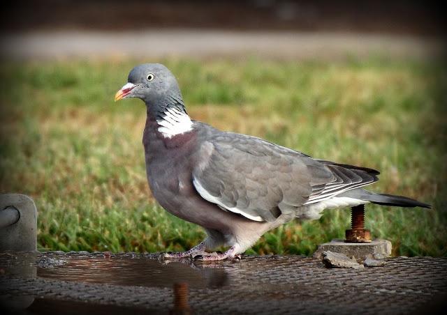 BIRDS OF TARRAGONA-AVES EN TARRAGONA
