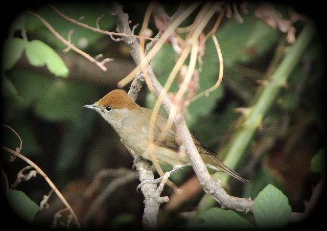 BIRDS OF TARRAGONA-AVES EN TARRAGONA