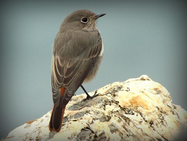 BIRDS OF TARRAGONA-AVES EN TARRAGONA