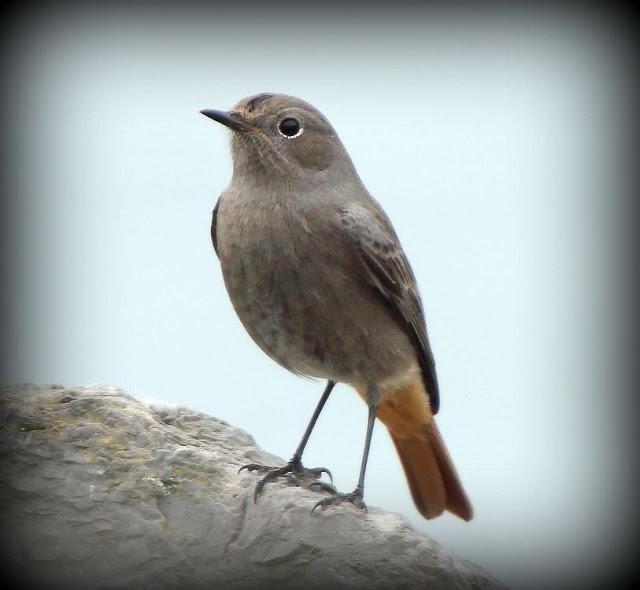 BIRDS OF TARRAGONA-AVES EN TARRAGONA