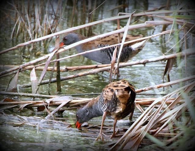 BIRDS OF TARRAGONA-AVES EN TARRAGONA