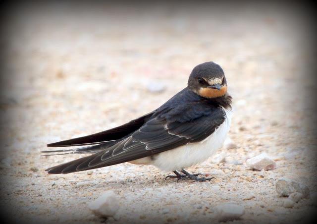 BIRDS OF TARRAGONA-AVES EN TARRAGONA