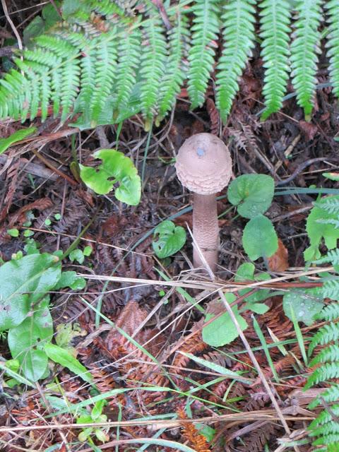 DE VUELTA DEL CAMINO DE SANTIAGO