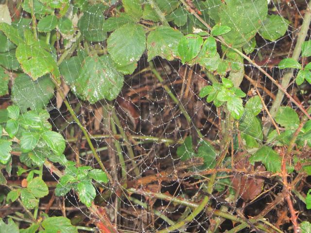 DE VUELTA DEL CAMINO DE SANTIAGO