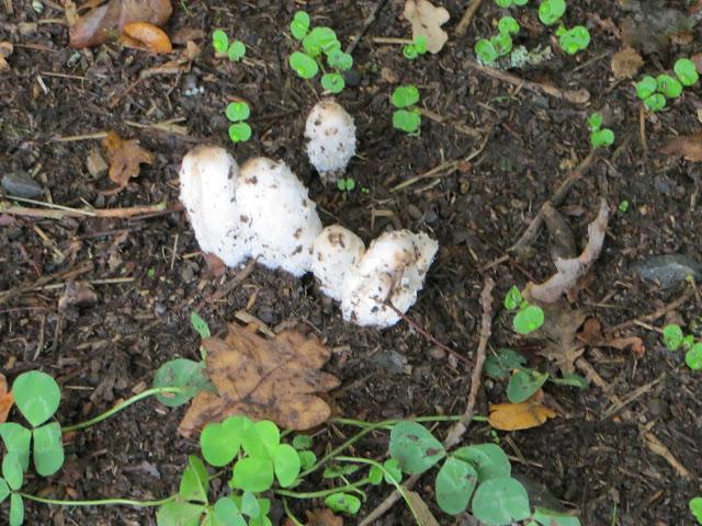 DE VUELTA DEL CAMINO DE SANTIAGO