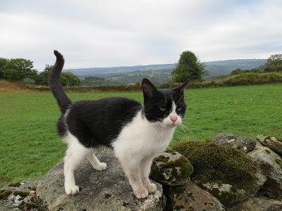 DE VUELTA DEL CAMINO DE SANTIAGO