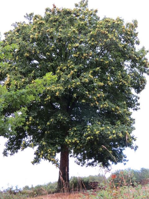 DE VUELTA DEL CAMINO DE SANTIAGO