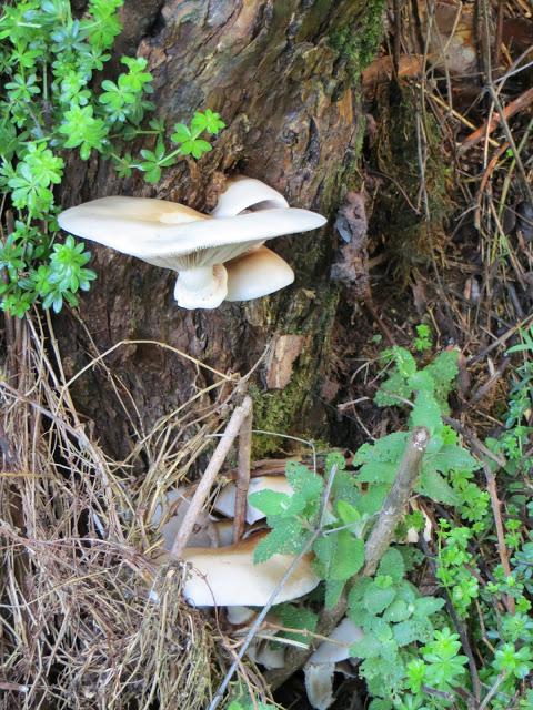 DE VUELTA DEL CAMINO DE SANTIAGO