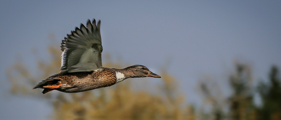 Domingo de cierre de ciclo: un resumen Domingo de cierre de ciclo: un resumen