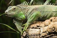 El caso de las iguanas balseras.