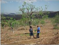 Los verdes brotes del desierto.