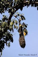 Shiroles de Talamanca