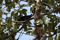 Shiroles de Talamanca