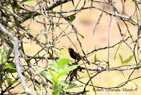 Shiroles de Talamanca