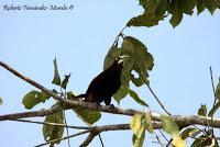 Shiroles de Talamanca