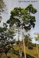 Shiroles de Talamanca