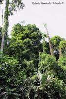 Shiroles de Talamanca