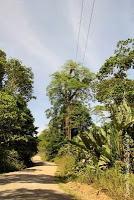 Shiroles de Talamanca