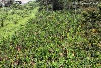 Shiroles de Talamanca